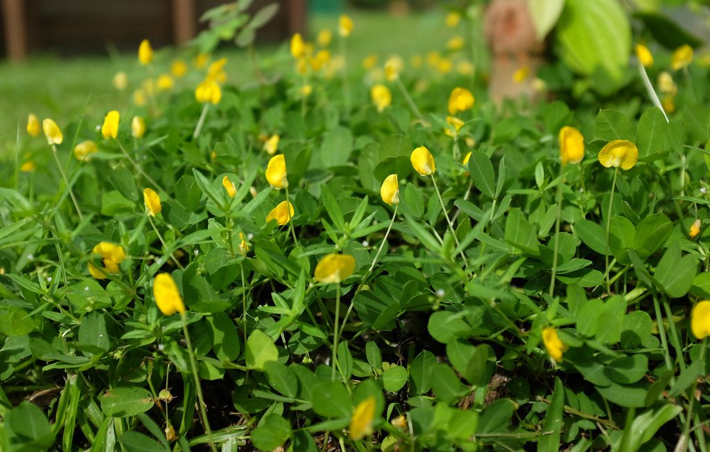 The Versatility of the Pinto Peanut