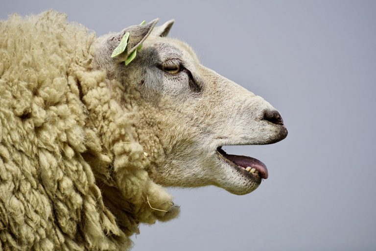 A mature sheep with its mouth open and exposing her teeth incisors