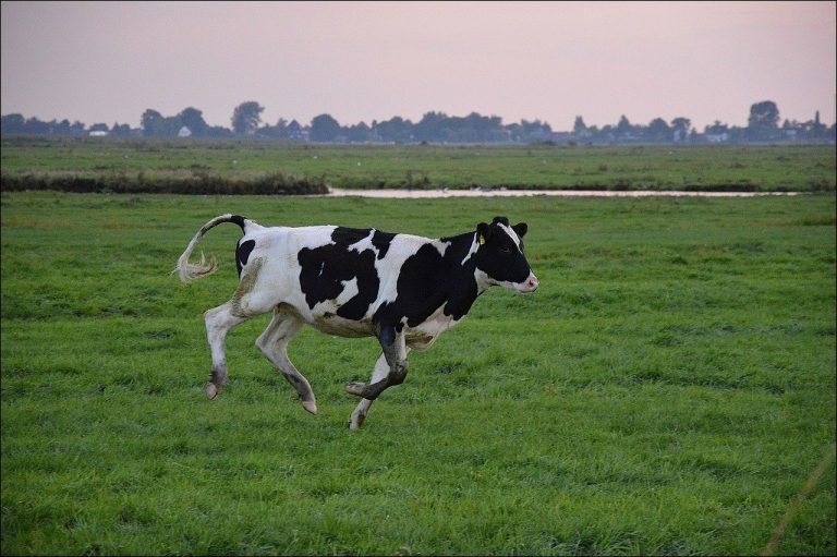 A cow running through a field at maximum speed