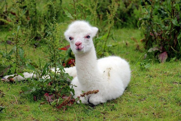 A cria, which is a baby alpaca