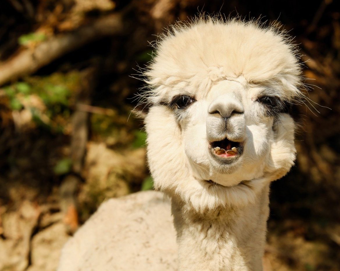 Why Do Alpacas Spit? (3 Main Reasons) An alpaca potentially getting ready to spit at a human, another alpaca, or another animal